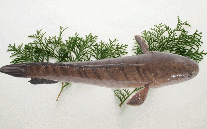 Mơ thấy cá lóc đánh con gì? Con cá lóc số mấy số đề? 3 Mơ thấy cá lóc bơi vào nhà là điều tốt lành, tài lộc sắp đến!