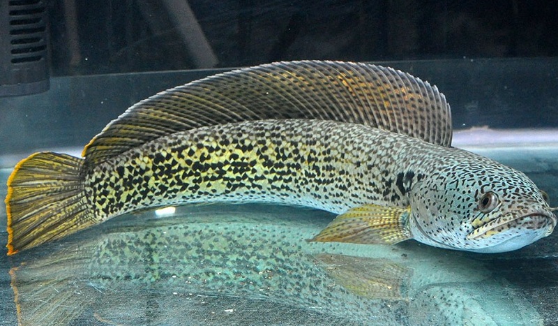 Mơ thấy cá lóc đánh con gì? Con cá lóc số mấy số đề? 2 Mơ thấy cá lóc có phải là điều may mắn?