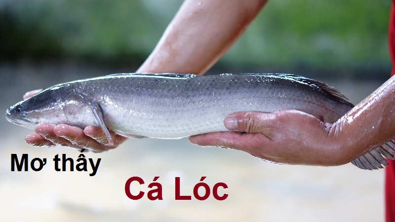 Mơ thấy cá lóc đánh con gì? Con cá lóc số mấy số đề? 1 Mơ thấy cá lóc báo hiệu điềm gì sắp đến?