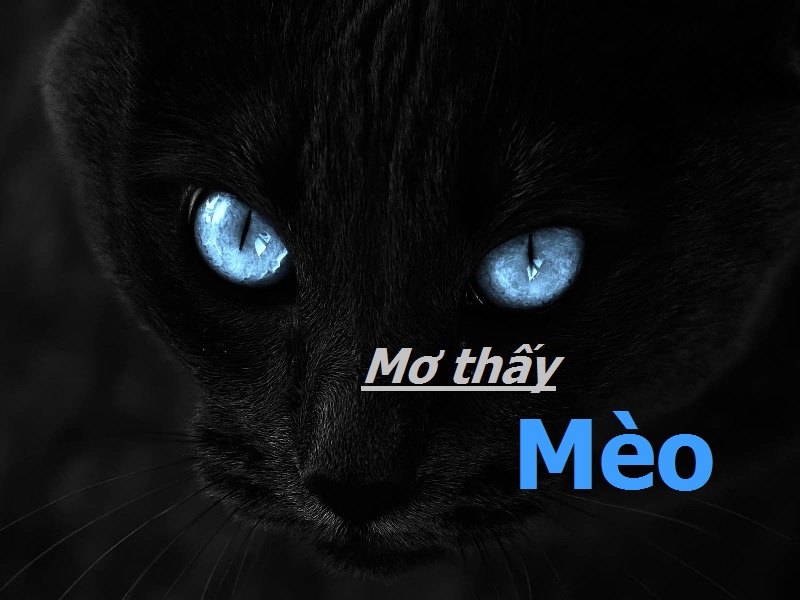 Mơ thấy mèo đánh con gì? Con mèo số mấy? Điềm báo gì? 1 Mơ thấy mèo là báo hiệu cho điềm gì?