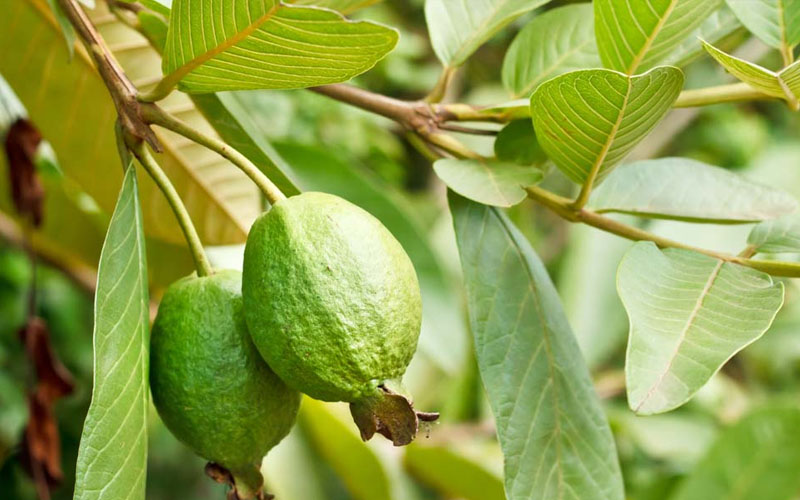 Mơ thấy trái cây đánh số gì? Nằm mơ thấy ăn trái cây 1 Mơ thấy trái cây còn xanh, non là điềm báo gì?