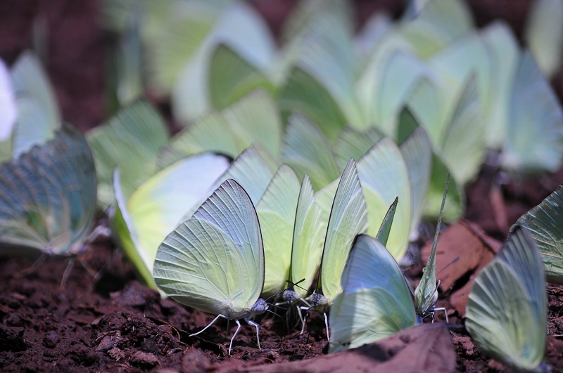 Con bướm số mấy? Mơ thấy bướm nên đánh đề con gì? 2 Con bướm số mấy - Mơ bướm đang bay liên quan đến nhiều số đẹp