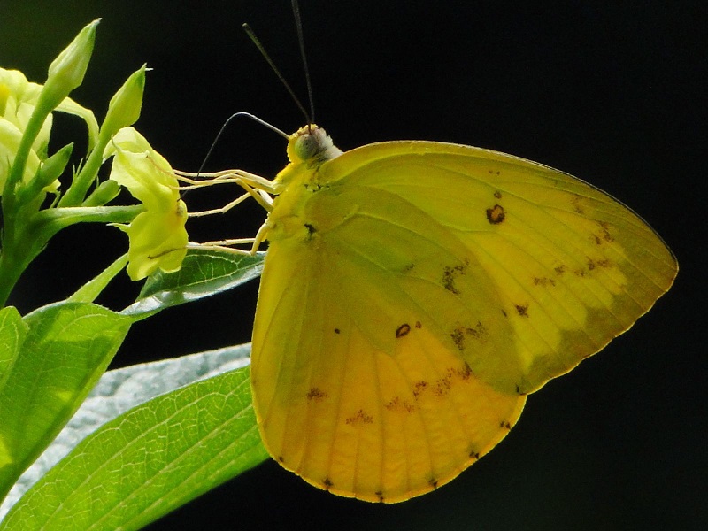 Con bướm số mấy? Mơ thấy bướm nên đánh đề con gì? 3 Con bướm số mấy - Liên quan vào từng tình huống bướm bay