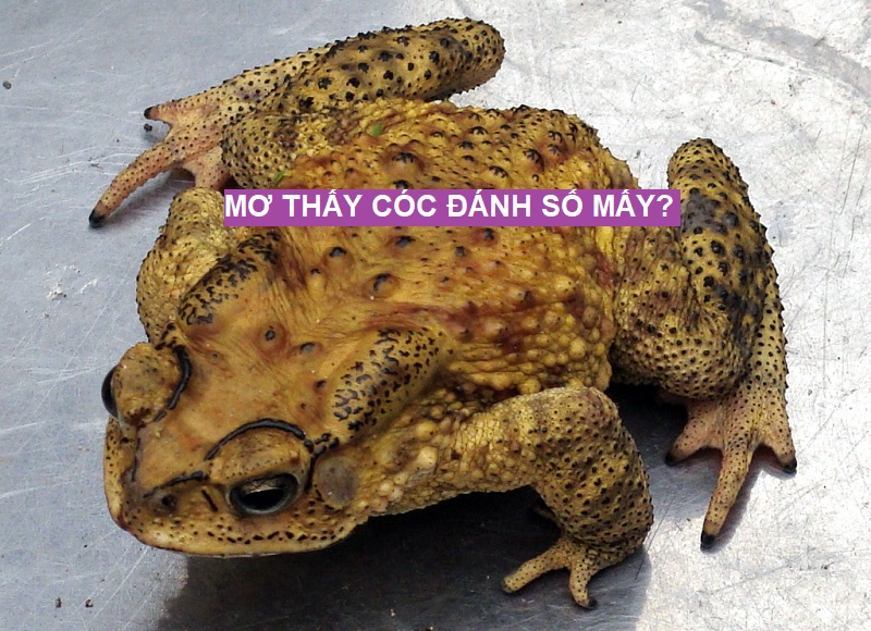 Mơ thấy cóc có thể giải mã thành những con số may mắn