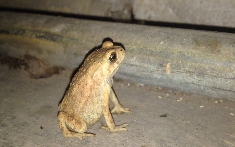 Mơ thấy cóc vàng