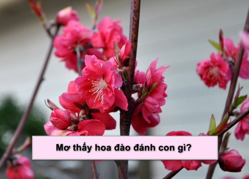 Mơ thấy hoa đào thì đánh con gì hên?