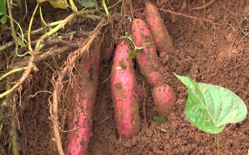 Mơ thấy khoai lang đánh con gì? Mơ thấy khoai lang điềm gì? 2 Mơ thấy khoai lang do bạn đào được