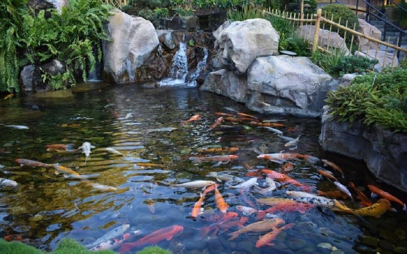 Mơ thấy ao cá đánh con gì? Mơ thấy tát ao bắt cá điềm gì? 1 Mơ thấy ao cá có thể báo trước những điều sẽ xảy đến với bạn