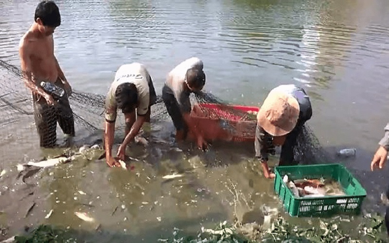 Mơ thấy ao cá đánh con gì? Mơ thấy tát ao bắt cá điềm gì? 2 Mơ thấy ao cá đến ngày tát