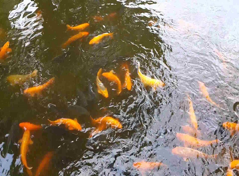 mo-thay-ao-ca Giải mã giấc mơ thấy ao cá