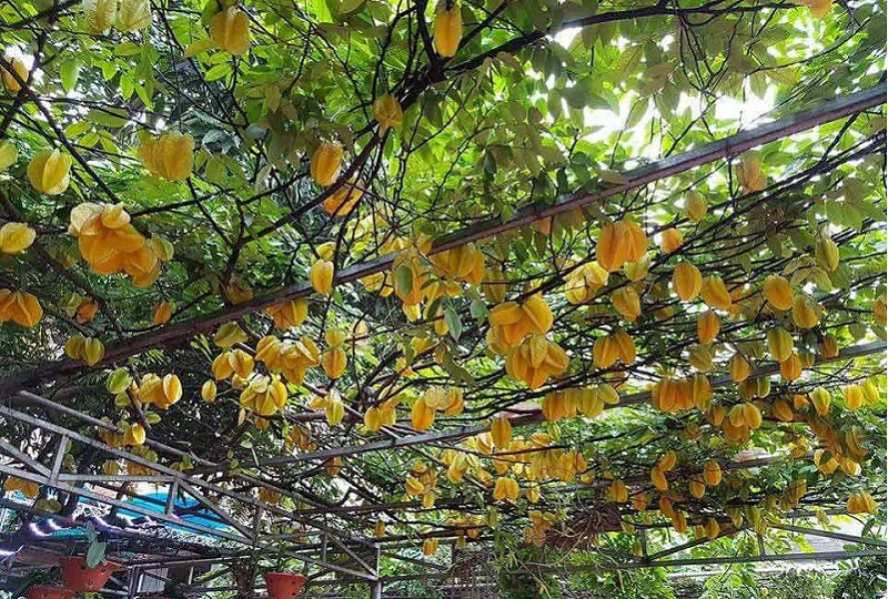 Mơ thấy cây khế đánh con gì? Mơ thấy hái khế trên cây 1 Mơ thấy cây khế sai quả là điềm báo tốt