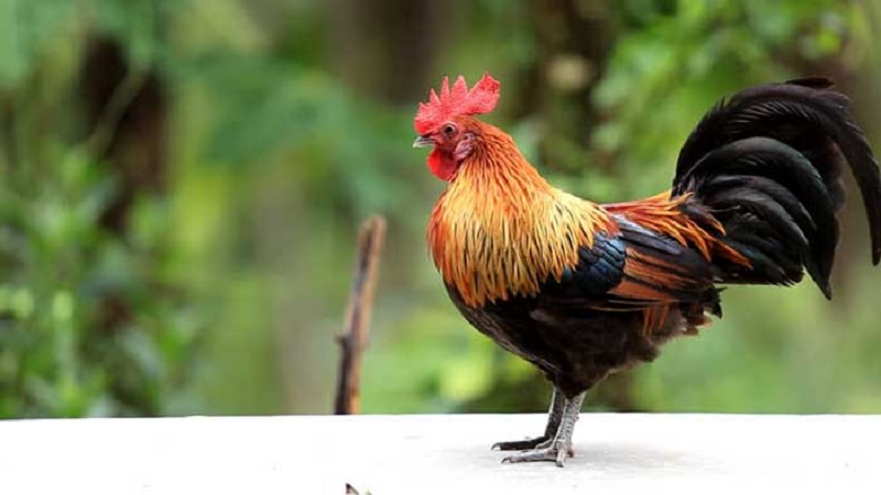 Top 3 con giáp cả đời luôn có quý nhân giúp đỡ 3 3 con giáp cả đời luôn có quý nhân giúp đỡ lúc gặp khó khăn hoạn nạn