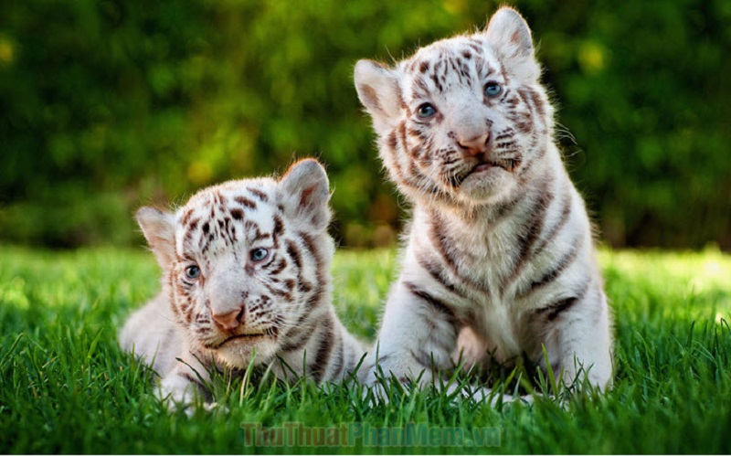 3 Con Giáp Nữ Chuột Sa Hũ Nếp, Giàu Sang Phú Quý Từ Khi Lên Xe Hoa 2 con cọp cưới chồng xong giàu