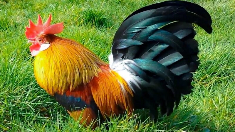 Top Con Giáp Tiền Tiêu Không Hết Hết Tiền Lại Có Trong Tuần Này (19/04/2021 - 25/04/2021) 1 con gà gặp hên tuần này 19/04-25/04