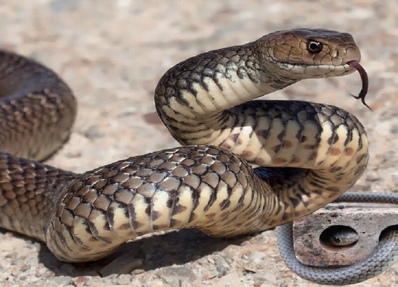 Tuần Mới (12/04/2021 tới 18/04/2021) Con Giáp Nào Gặp Hên Có Tiền Suốt Tuần? 2 tuổi rắn gặp hên 12/04-18/04