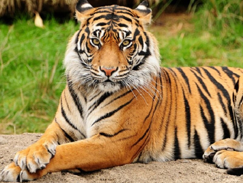 Tuần Mới (12/04/2021 tới 18/04/2021) Con Giáp Nào Gặp Hên Có Tiền Suốt Tuần? 1 tuổi dần gặp hên 12/04-18/04