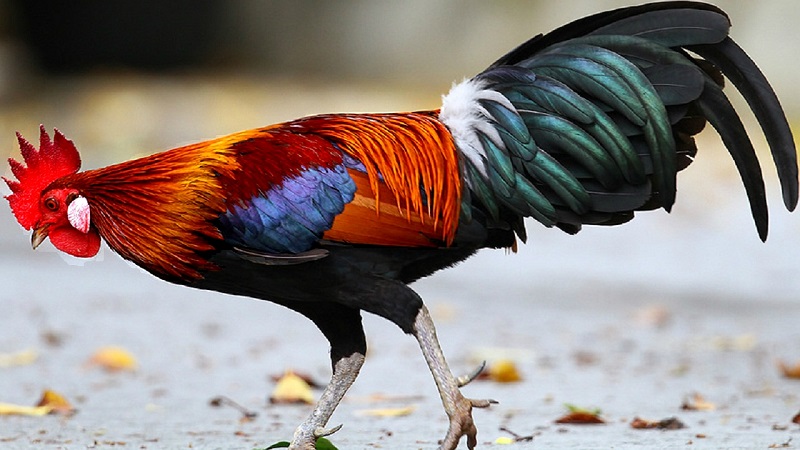 Tuần Này (05/04/2021 Đến 11/04/2021) Con Giáp Nào Gặp Hên Suốt Tuần? 2 Gà hên trong tuần 05/04 đến 11/04