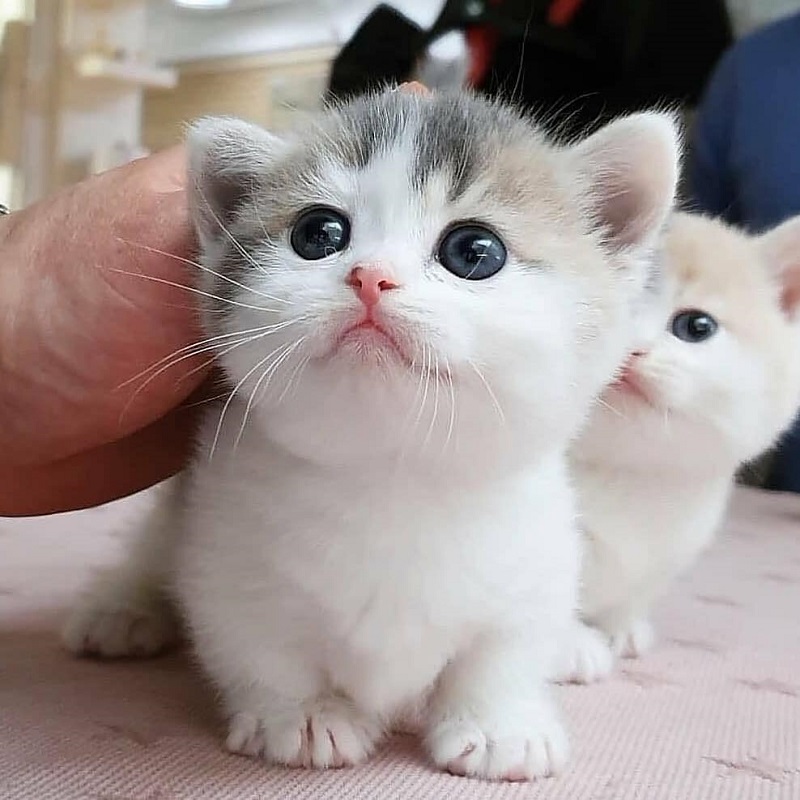 Tuần Này (05/04/2021 Đến 11/04/2021) Con Giáp Nào Gặp Hên Suốt Tuần? 1 Mèo hên trong tuần 05/04 đến 11/04