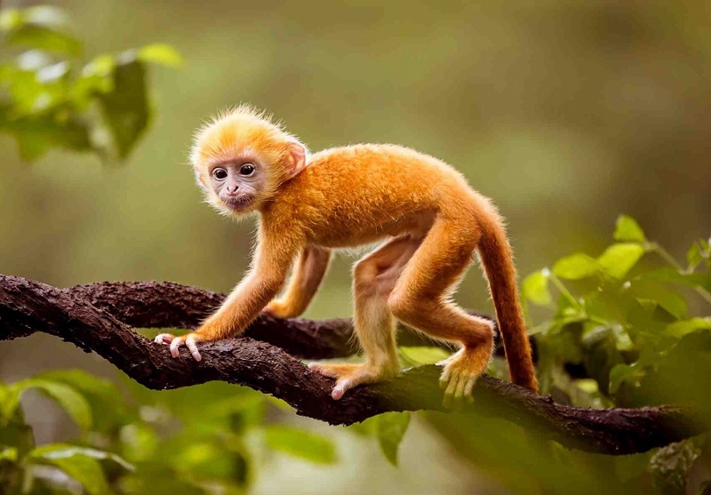 Những con giáp nợ như Chúa Chổm dù tiền lương cao đến đâu 3 Tuổi Thần là con giáp nợ như Chúa Chổm dù lương cao