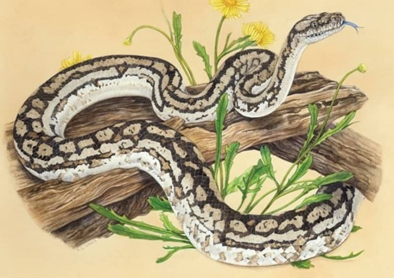 Top Con Giáp Thông Minh Nhất Được Xếp Hạng Từ 1 Đến 12 1 Top con giáp thông minh - tuổi tỵ