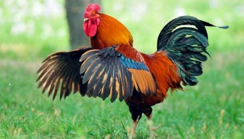 Tổng quan tử vi tuổi Tân Dậu năm 2021: Nam cần giữ sức khỏe, Nữ thăng quan tiến chức Tổng quan tử vi tuổi Tân Dậu năm 2021: Nam cần giữ sức khỏe, Nữ thăng quan tiến chức