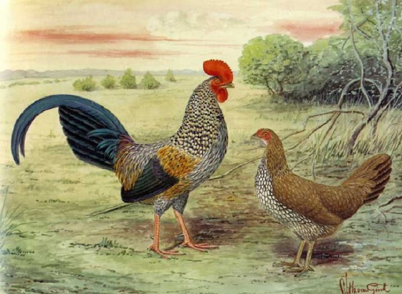 Tổng quan tử vi tuổi Tân Dậu năm 2021: Nam cần giữ sức khỏe, Nữ thăng quan tiến chức 1 Tổng quan tử vi tuổi Tân Dậu năm 2021