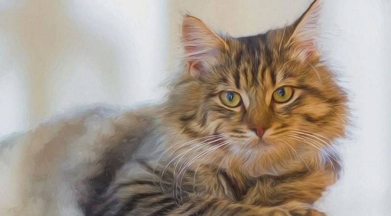 12 con giáp nên từ bỏ điều gì nếu muốn bước lên đỉnh cao của đời người? 4 12 con giáp nên từ bỏ điều gì nếu muốn bước lên đỉnh cao của đời người tuổi mẹo