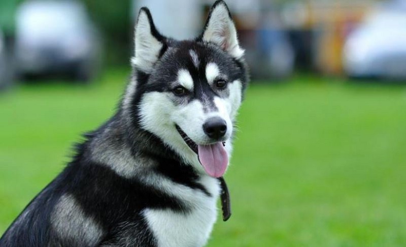 12 con giáp nên từ bỏ điều gì nếu muốn bước lên đỉnh cao của đời người? 11 12 con giáp nên từ bỏ điều gì nếu muốn bước lên đỉnh cao của đời người tuổi tuất