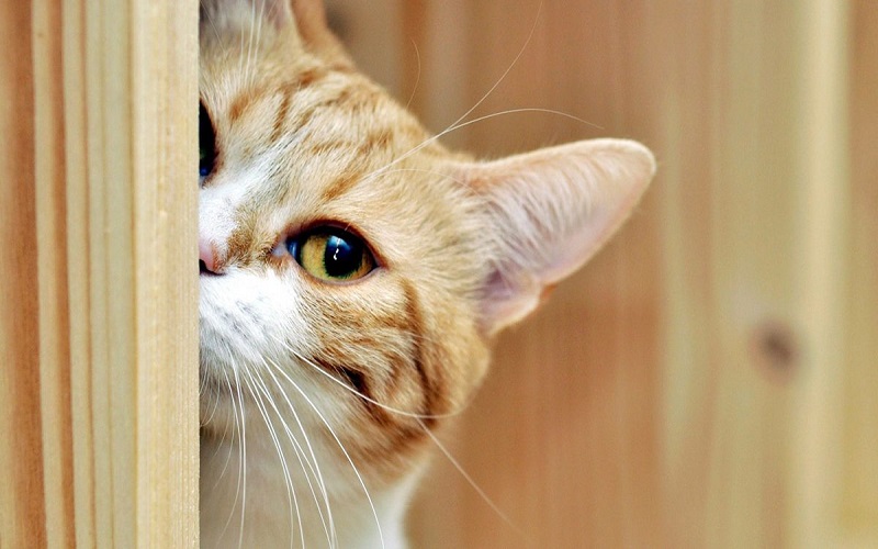 3 Con giáp cầu gì đều được nấy trong 49 ngày tới 2 Con giáp cầu gì đều được nấy trong 49 ngày tới là tuổi Mão