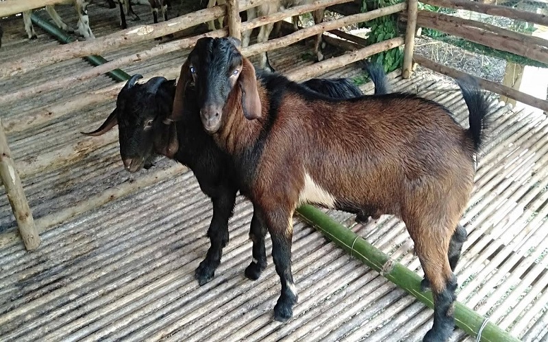 3 con giáp có tiền của rủng rỉnh trong 45 ngày tới 2 3 Con giáp có tiền của rủng rỉnh trong 45 ngày tới là tuổi Mùi