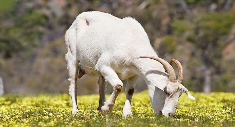 3 con giáp giỏi kiếm tiền nửa cuối năm 2021, nếu cô đơn sẽ tìm được tình yêu đẹp 3 3 con giáp giỏi kiếm tiền nửa cuối năm 2021, nếu cô đơn sẽ tìm được tình yêu tuyệt đẹp