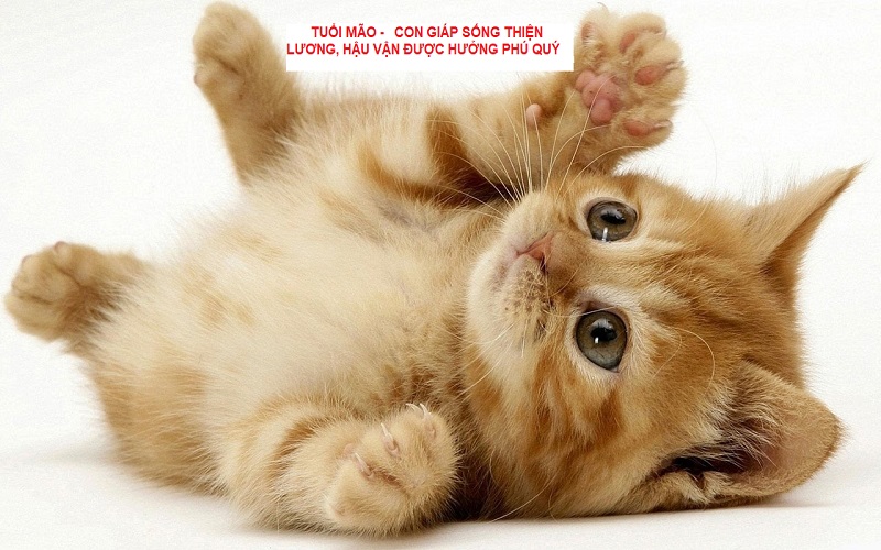 4 con giáp sống thiện lương, hậu vận được hưởng phú quý 3 Con giáp sống thiện lương hậu vận được hưởng phú quý là tuổi Mão