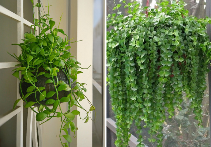 Mẹo bày trí cây cảnh hợp phong thủy cửa hàng giúp buôn may bán đắt 2 Lưu ý cách bày trí cây cảnh hợp phong thủy