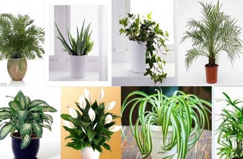 Mẹo bày trí cây cảnh hợp phong thủy cửa hàng giúp buôn may bán đắt 3 Mẹo bày trí cây cảnh hợp phong thủy - Có nhiều cây phong thủy ý nghĩa phù hợp