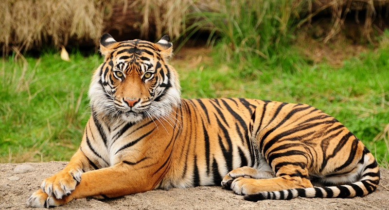 Điểm danh bốn con giáp giàu nứt đố đổ vách nhờ vào tài trí thông minh 1 Bốn con giáp giàu nứt đố đổ vách có tuổi Dần