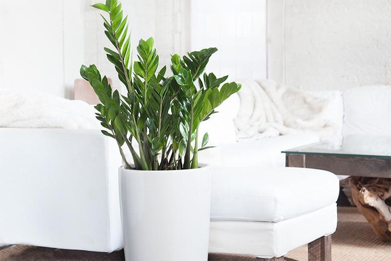 Cách đặt cây Kim Tiền trong nhà đúng phong thủy, tài lộc về như nước 3 Cách đặt cây Kim Tiền trong nhà đúng phong thủy, tài lộc về như nước