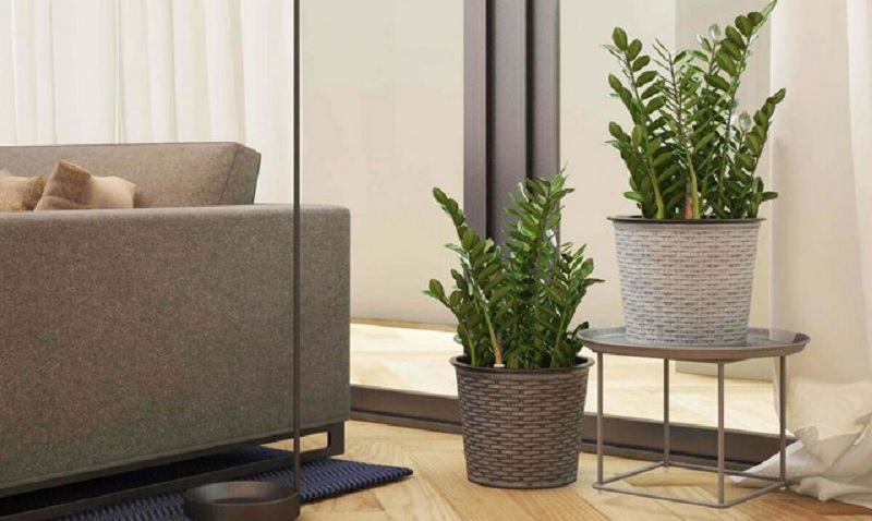 Cách đặt cây Kim Tiền trong nhà đúng phong thủy, tài lộc về như nước 2 Cách đặt cây Kim Tiền trong nhà đúng phong thủy, tài lộc về như nước