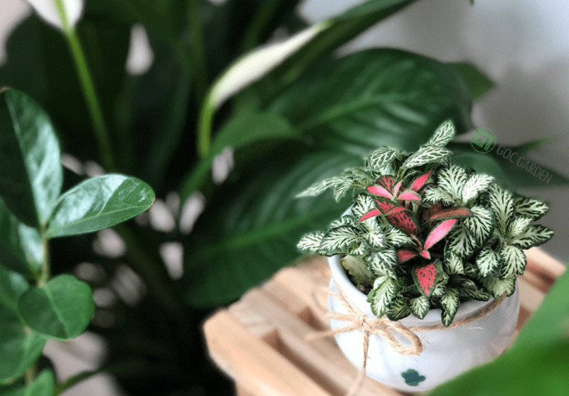 Cây phong thủy để bàn rước tài lộc cho mệnh Kim, Mộc, Thổ, Hỏa và Thủy 1 Cây phong thủy để bàn rước tài lộc - Chọn cây để bàn hợp phong thủy cho người mệnh Kim