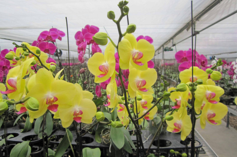 Cây phong thủy để bàn rước tài lộc cho mệnh Kim, Mộc, Thổ, Hỏa và Thủy 3 Cây phong thủy để bàn - Mệnh Thổ nên chọn cây Lan Hồ Điệp