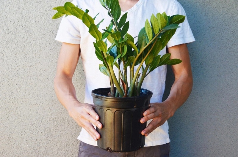 9 Cây phong thủy hút tài lộc thích hợp để phòng khách 1 cây kim tiền cây phong thủy hút tiền tài