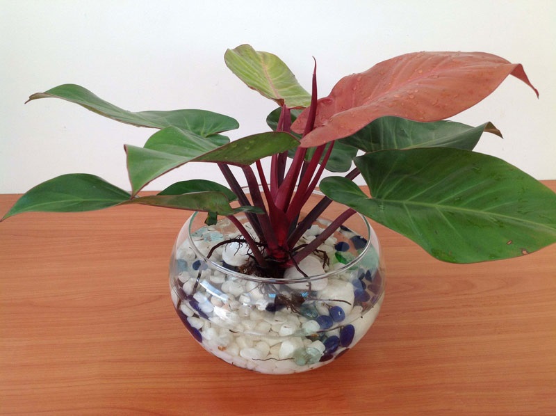 9 Cây phong thủy hút tài lộc thích hợp để phòng khách 3 trầu bà đế vương đỏ là cây phong thủy hút tiền tài