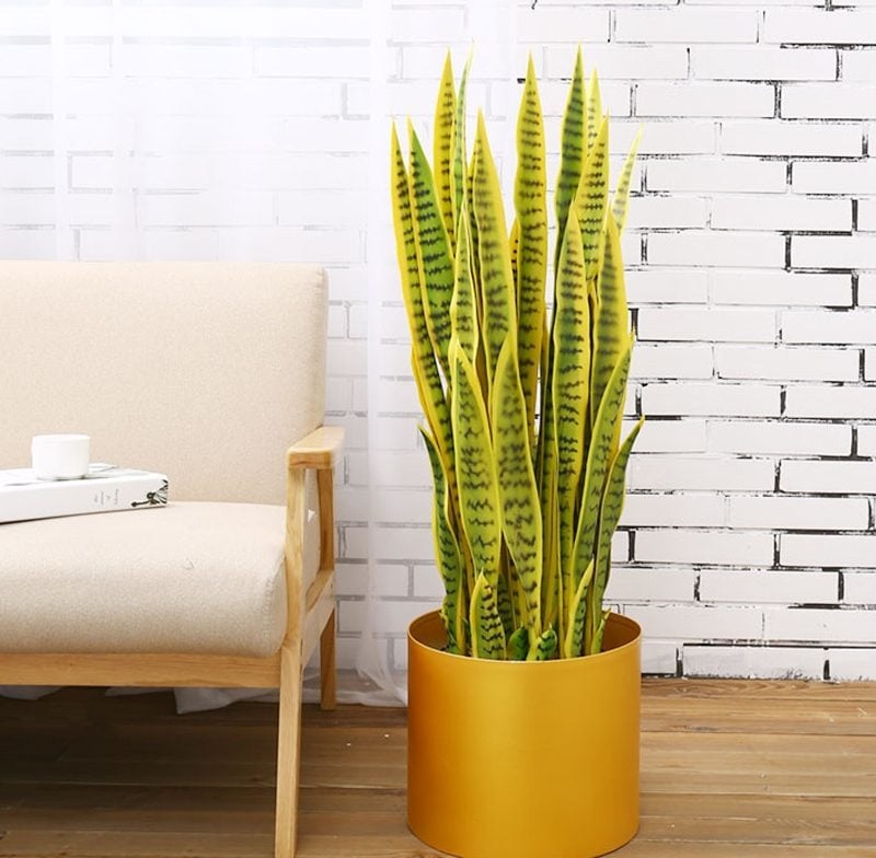 9 Cây phong thủy hút tài lộc thích hợp để phòng khách 4 Cây lưỡi hổ rước tài lộc