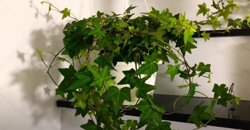 10 loại cây trồng trước nhà mang lại tài lộc dồi dào, làm ăn vượng phát 1 10 loại cây trồng trước nhà mang lại tài lộc dồi dào, làm ăn phát đạt