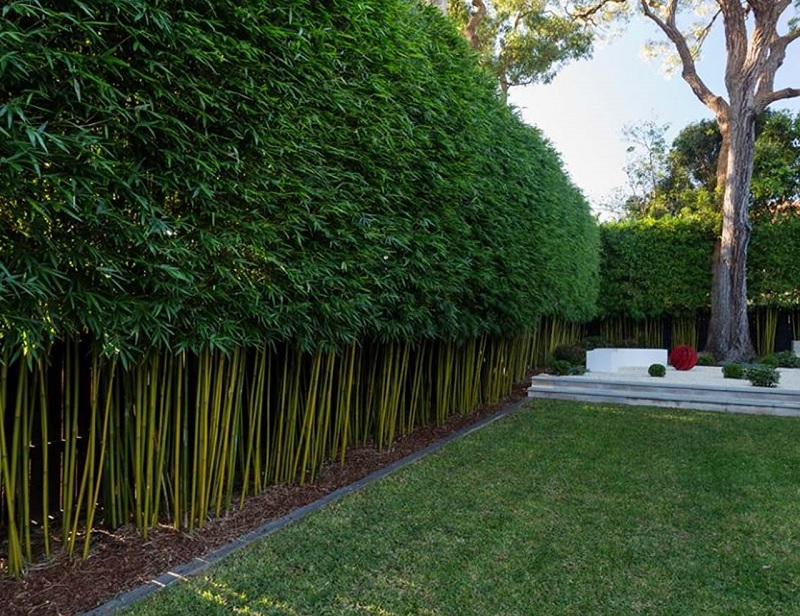 10 loại cây trồng trước nhà mang lại tài lộc dồi dào, làm ăn vượng phát 2 10 loại cây trồng trước nhà mang lại tài lộc dồi dào, làm ăn phát đạt