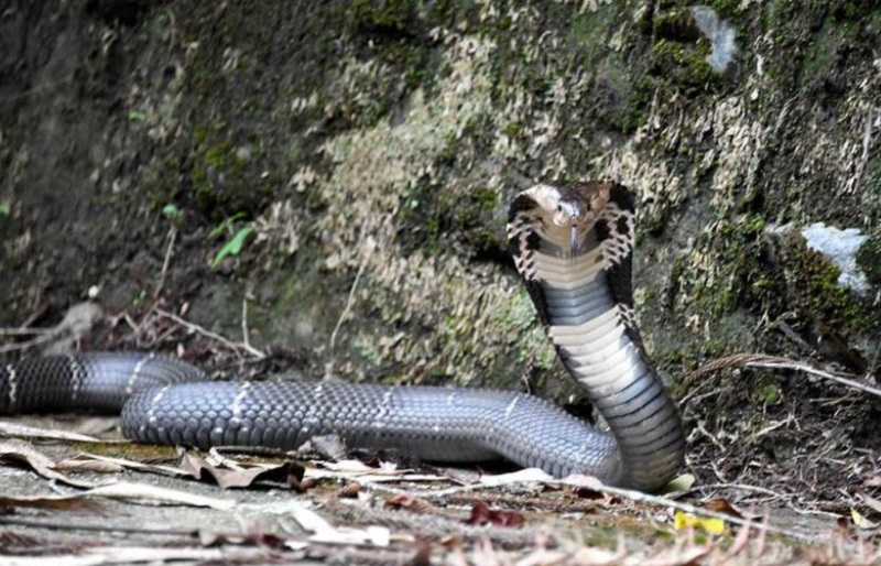 Điểm danh 4 con giáp có số phát tài phát lộc khi tới tuổi trung niên 2 Điểm danh 4 con giáp có số phát tài phát lộc khi tới tuổi trung niên tuổi tỵ