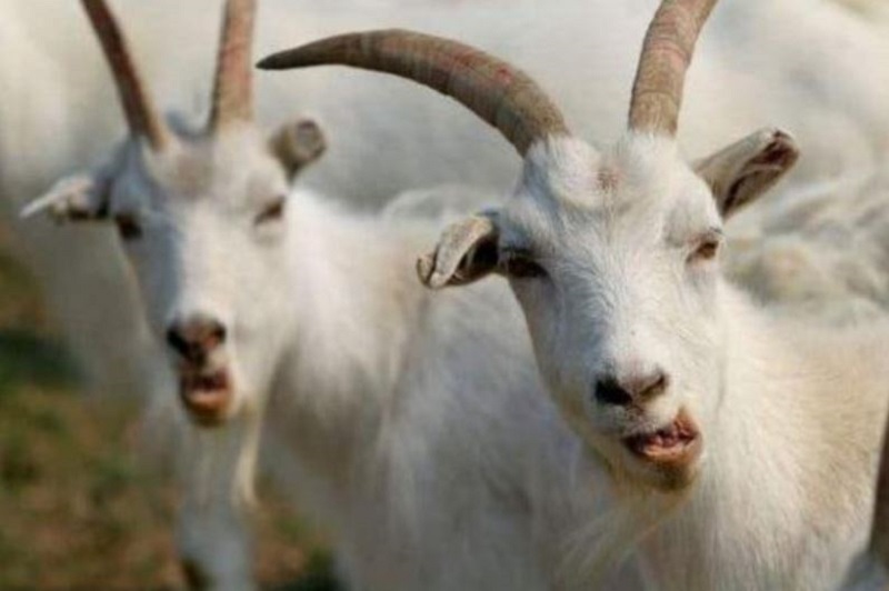 Lý giải nguyên nhân những con giáp sau đây giàu có từ khi còn trẻ tuổi - tuổi mùi