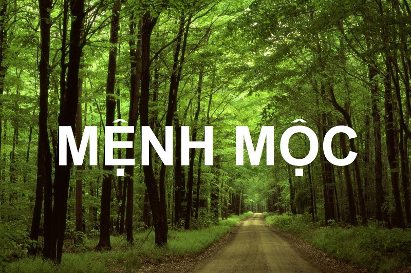 Người mệnh Mộc làm nghề gì để có sự nghiệp như ý? 1 Người mệnh Mộc làm nghề gì thì tốt?