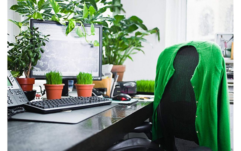 Phong thủy bàn làm việc, cách bố trí bàn làm việc phong thủy 3 Phong thủy bàn làm việc nên có cây xanh