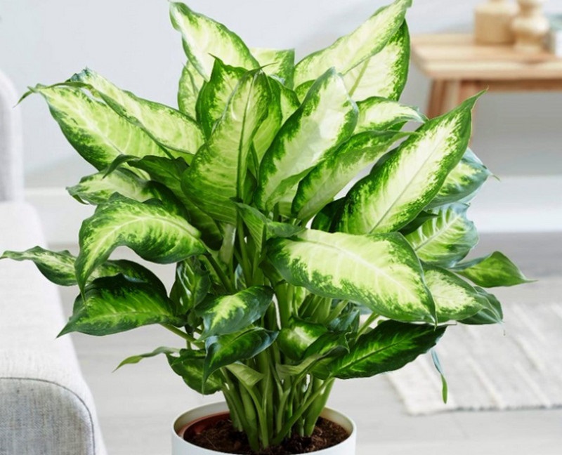 Tác dụng của cây Vạn Thiên Thanh trong phong thủy nhà ở 3 Tác dụng phong thủy cây Vạn Niên Thanh - Người tuổi Thìn rất thích hợp trồng Vạn Thiên Thanh