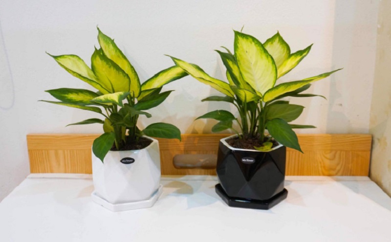 Tác dụng của cây Vạn Thiên Thanh trong phong thủy nhà ở 2 Tác dụng phong thủy cây Vạn Thiên Thanh thu hút may mắn tài lộc